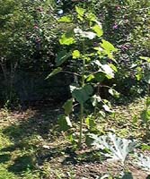 garden picture