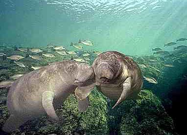 manatees