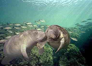 manatees