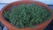 thyme